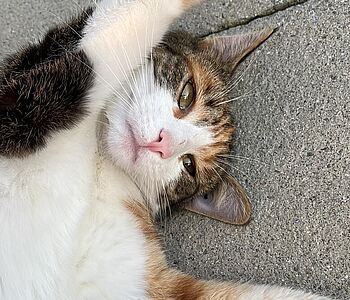 Presenting our pets:🐱🐶

Die tapfere Sari, eine kleine Kämpferin, kam mit nur sechs Monaten als Verzichtbüsi zu unserer...