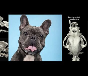 🥁Tierärzte- Fortbildung im VET Zentrum am 05.12.24 zum Thema "Brachycephales obstruktives Atemwegssyndrom- mehr als nur...