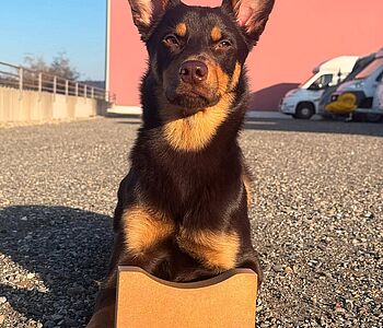 🎉 Herzlichen Glückwunsch an Loki und unsere TPA Zoe Rohr! 🎉

Bei der Vereinsmeisterschaft hat Loki den 2. Platz bei den...